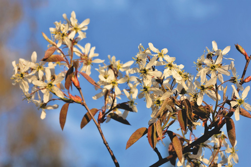 amelanchier-drachtbomen-voedselbomen-insecten-rijk aan-nectar-stuifmeel-topbomen-voedsel-dieren